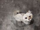谁家丢猫了