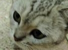 有誰的貓貓走丟