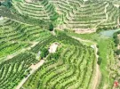 大埔22万亩蜜柚陆续开采，预计产量达33万吨