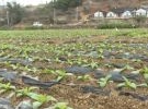 大埔這個鎮簽署合作協議