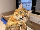 女友接纳不了我的猫