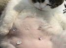 谁家的猫有它胖啊
